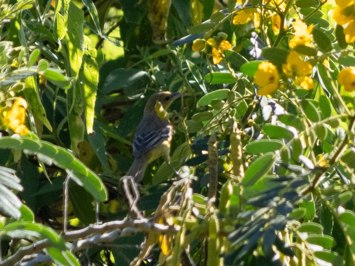 Hooded Oriole - ML624580340