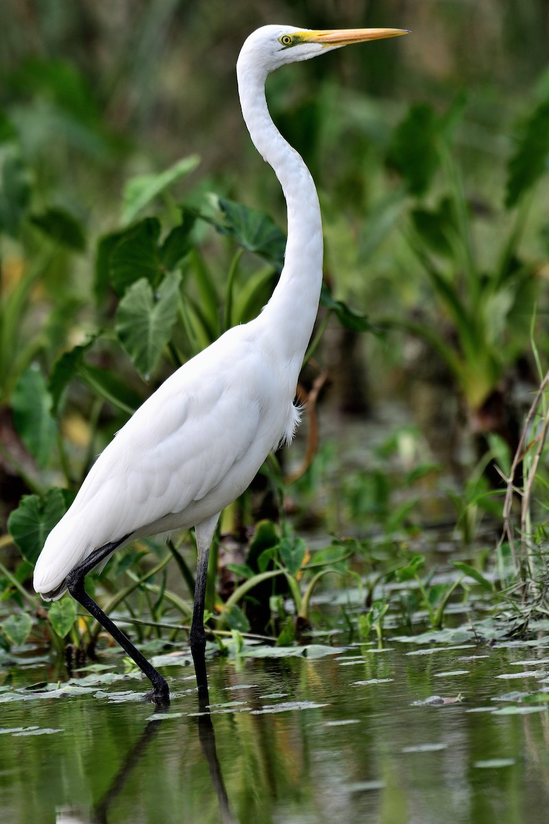 Great Egret - ML624580342