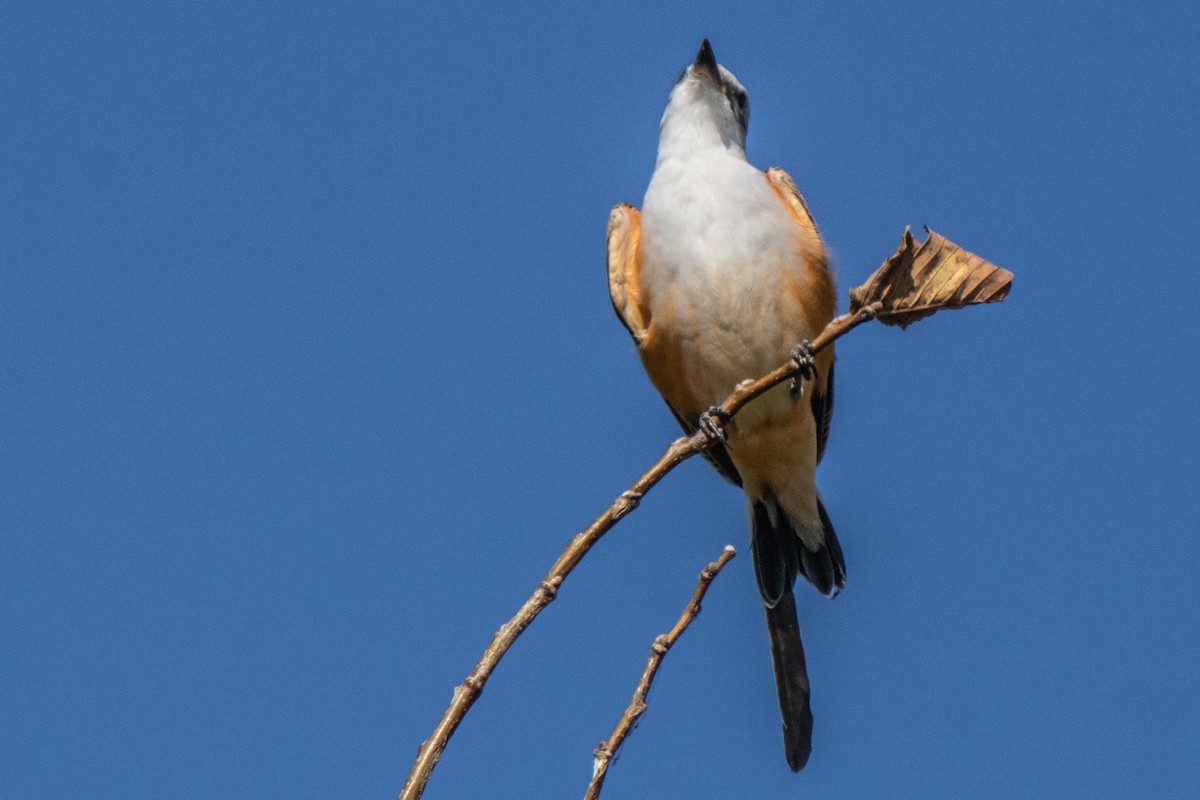 Scissor-tailed Flycatcher - ML624580343