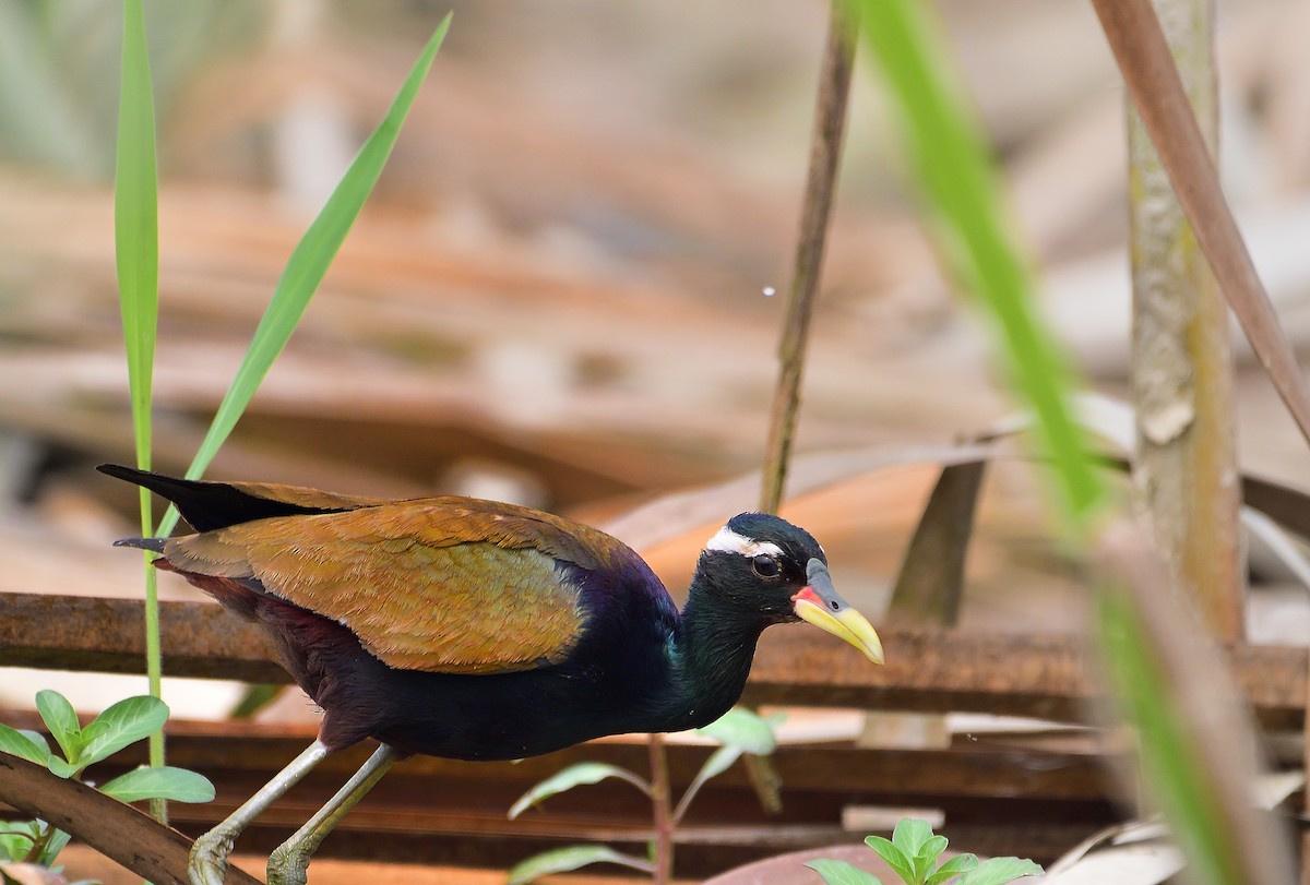 Bronze-winged Jacana - ML624580344