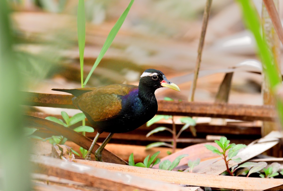 Bronze-winged Jacana - ML624580345