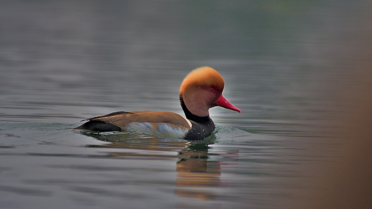 Red-crested Pochard - ML624580347