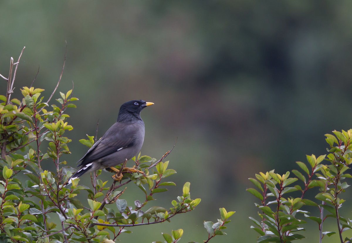 Jungle Myna - ML624580349