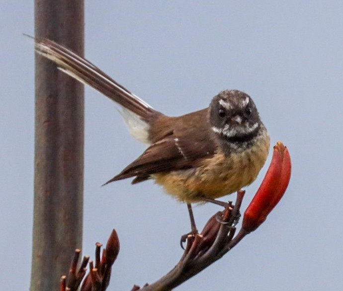 New Zealand Fantail - ML624580350