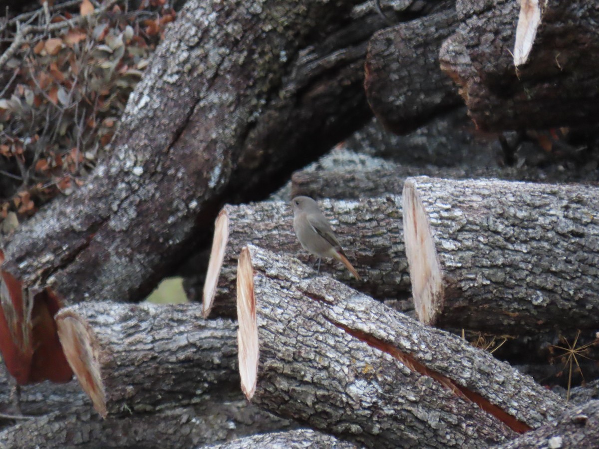 Black Redstart - ML624580351