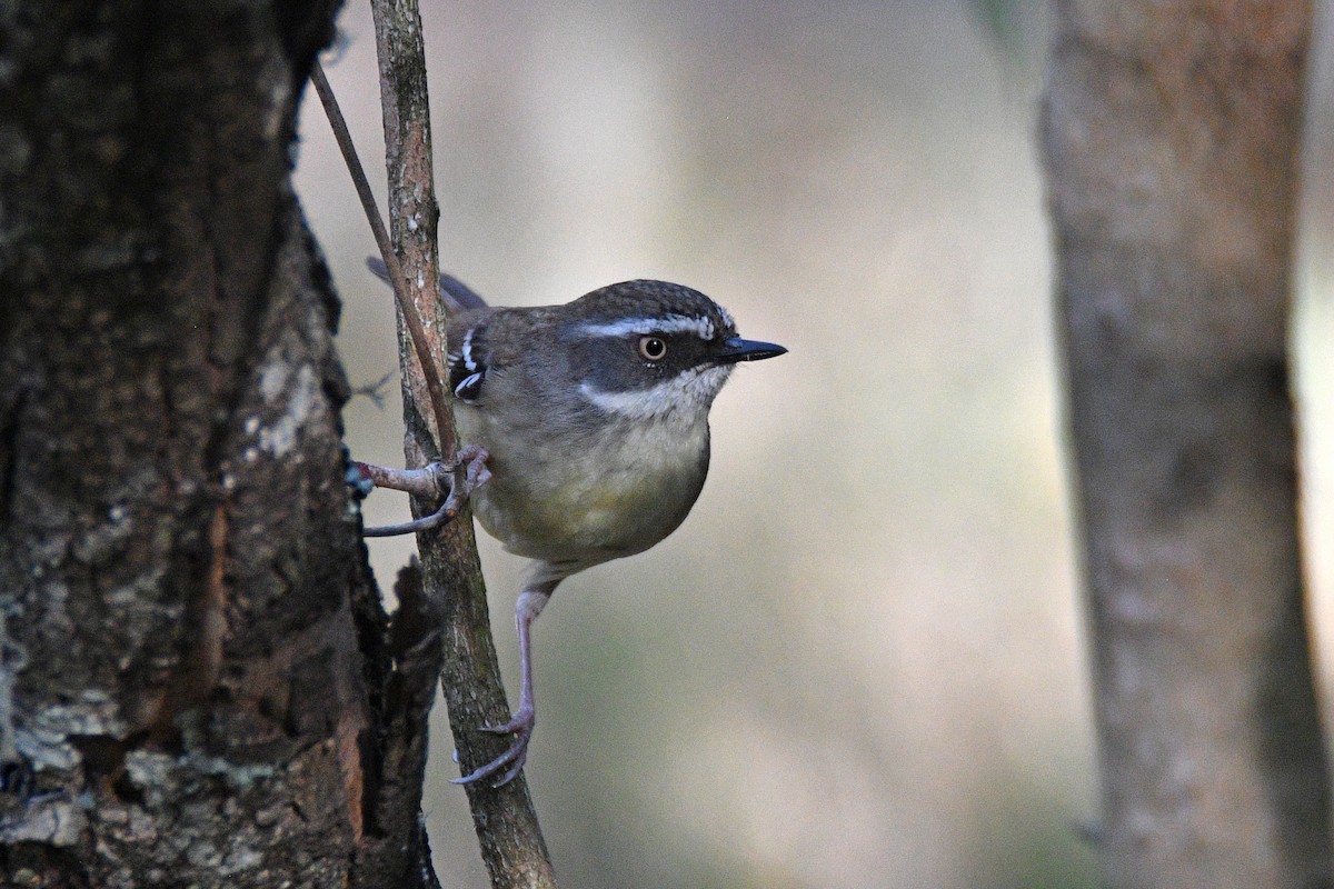 White-browed Scrubwren - ML624580352