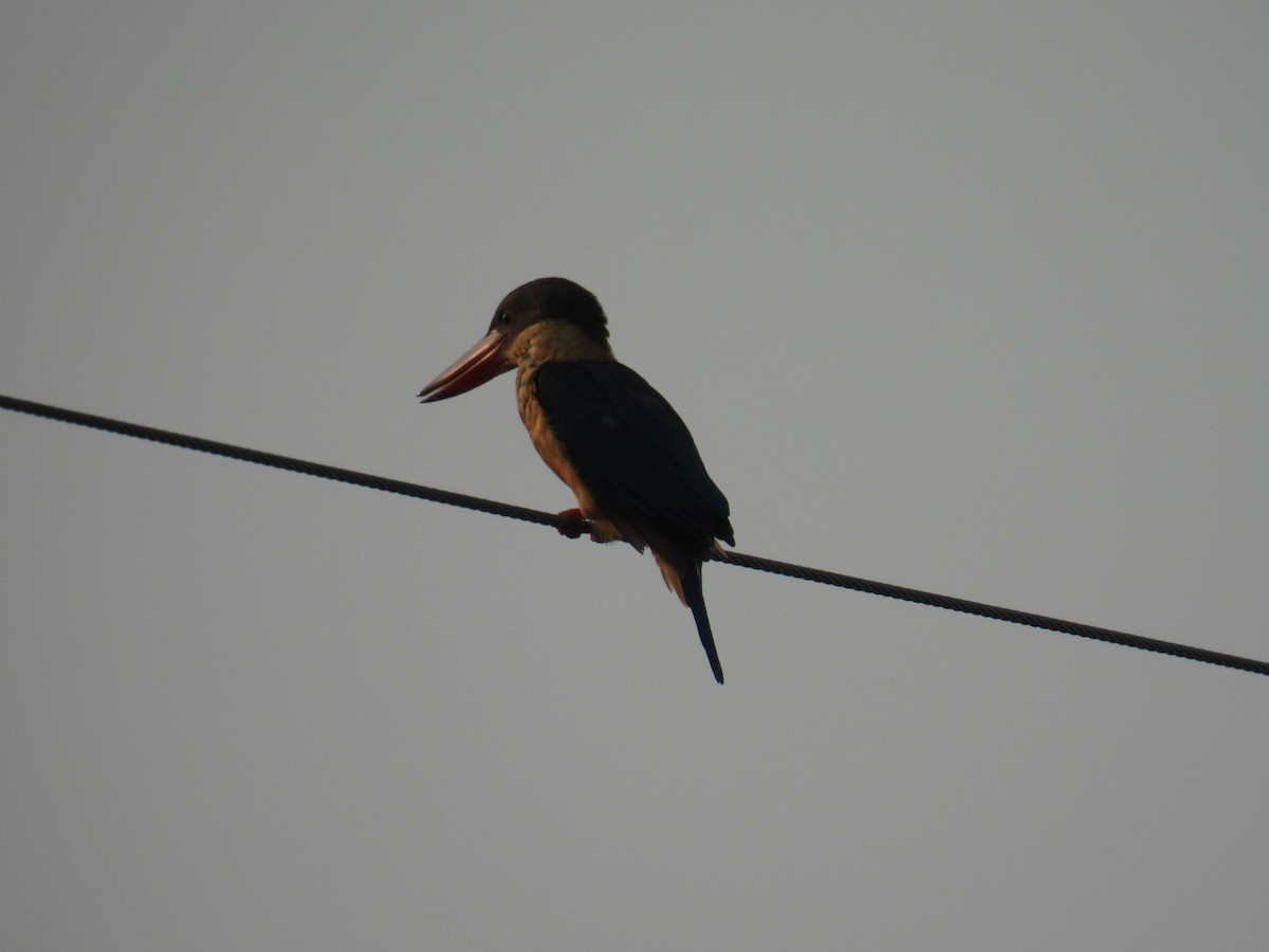 Stork-billed Kingfisher - ML624580355