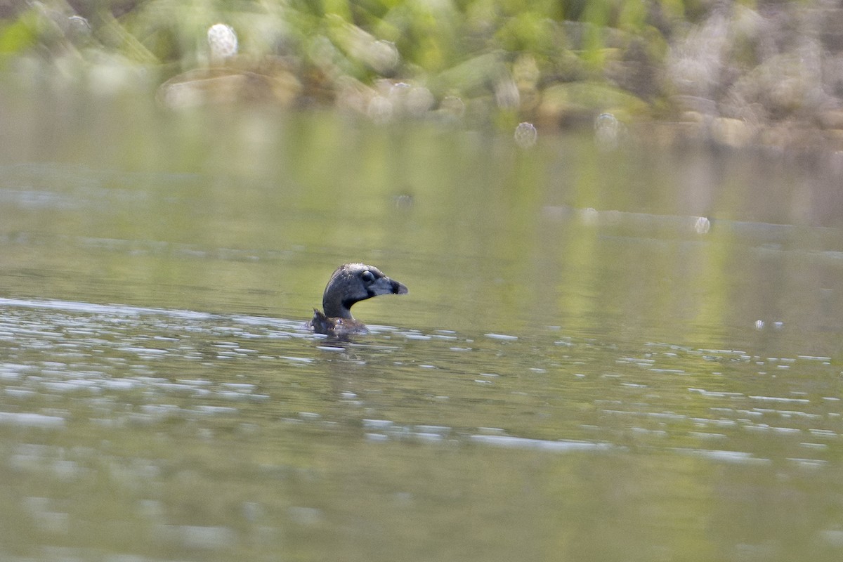 Pied-billed Grebe - ML624580361