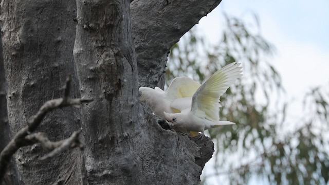 Little Corella - ML624580362