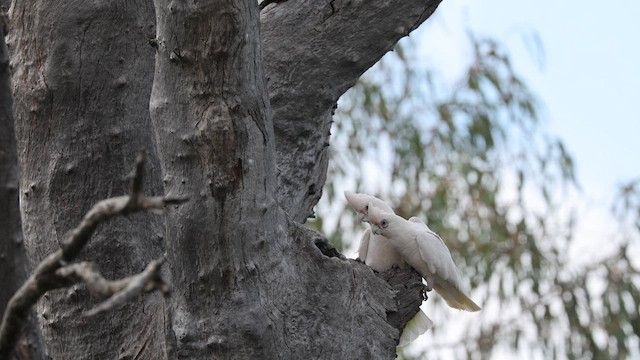 Little Corella - ML624580363