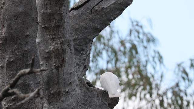 Little Corella - ML624580372