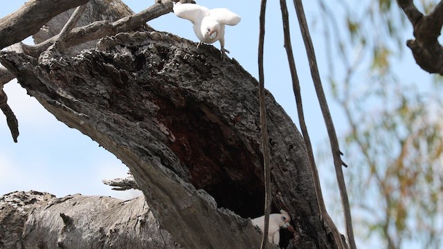 Little Corella - ML624580377
