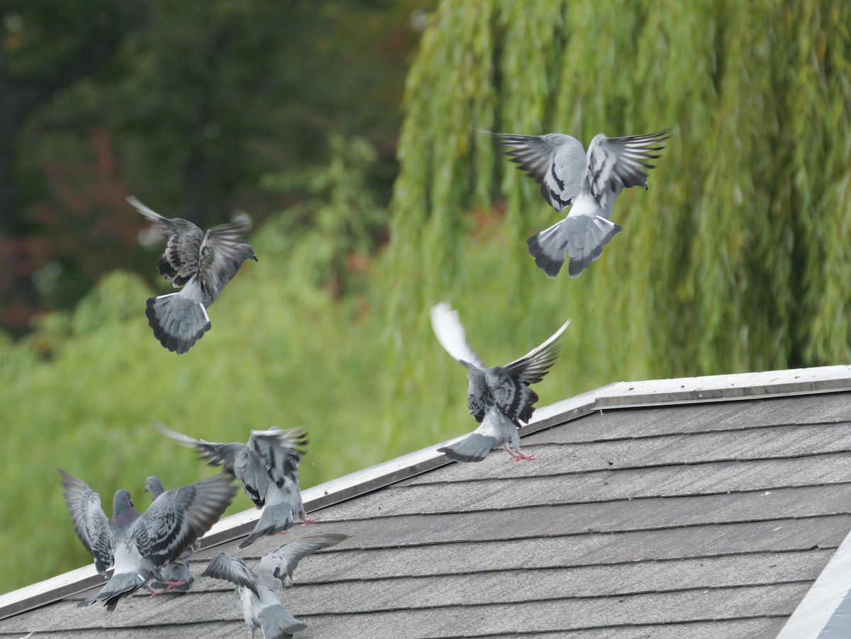 Rock Pigeon (Feral Pigeon) - ML624580384