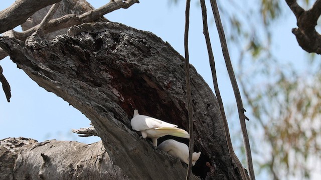 Little Corella - ML624580400
