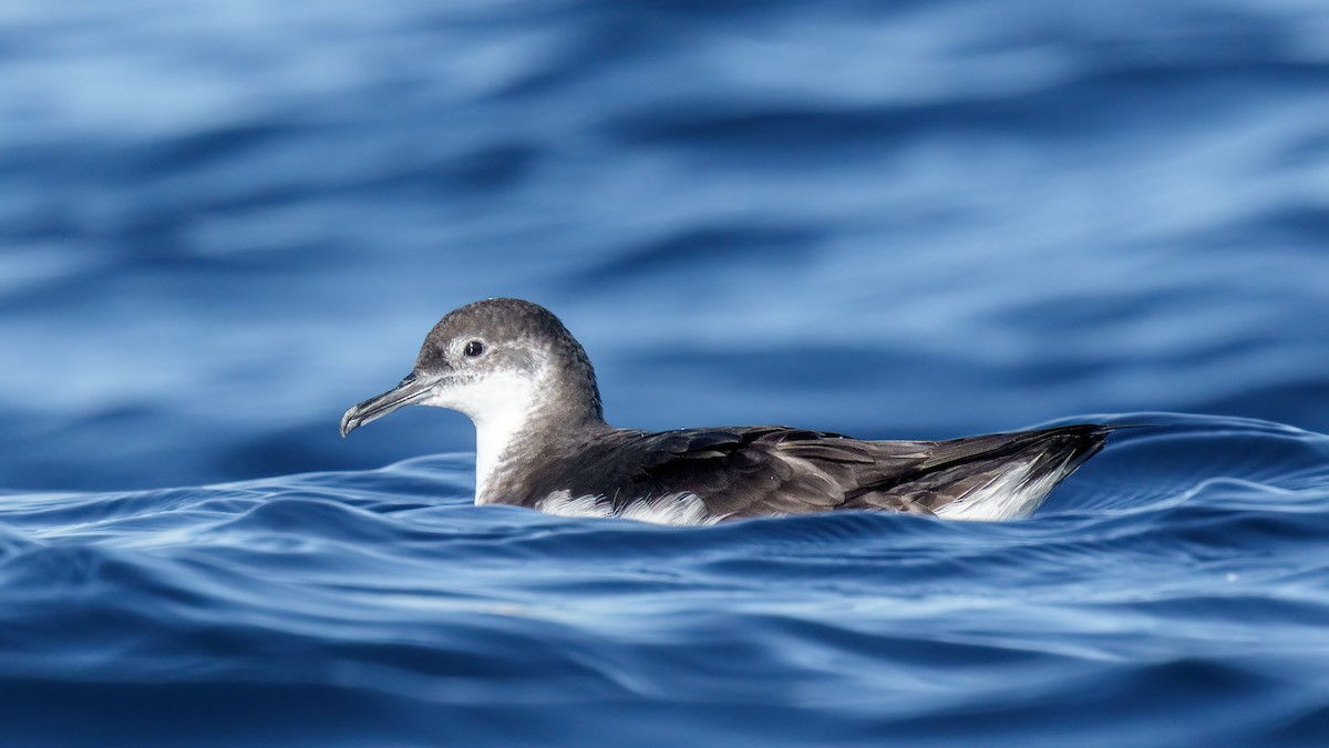 Manx Shearwater - ML624580402