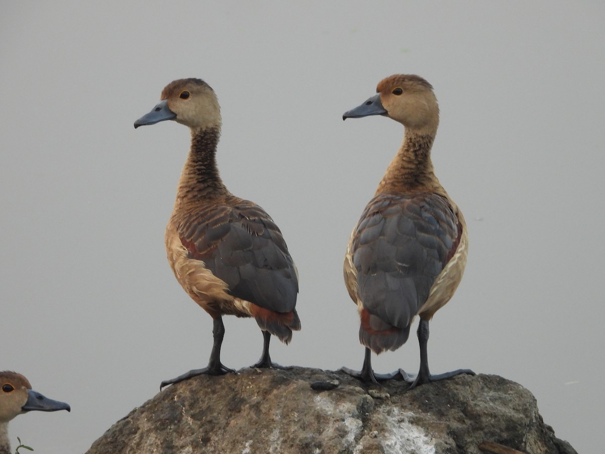 Dendrocygne siffleur - ML624580414