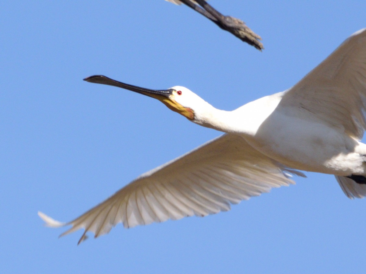 Eurasian Spoonbill - ML624580483