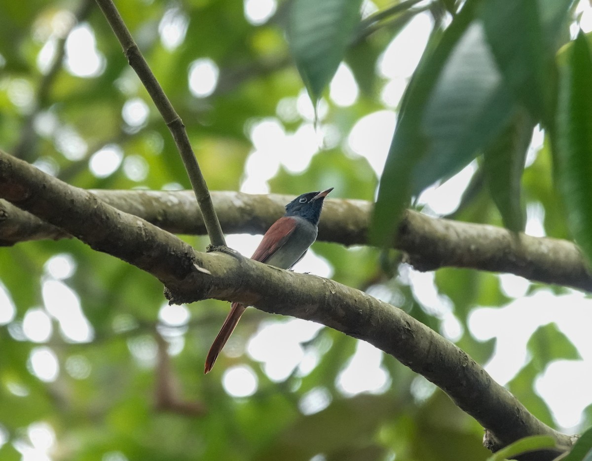 Amur Paradise-Flycatcher - ML624580484