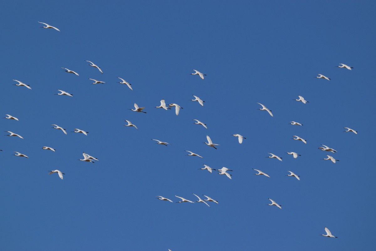 Eurasian Spoonbill - ML624580485