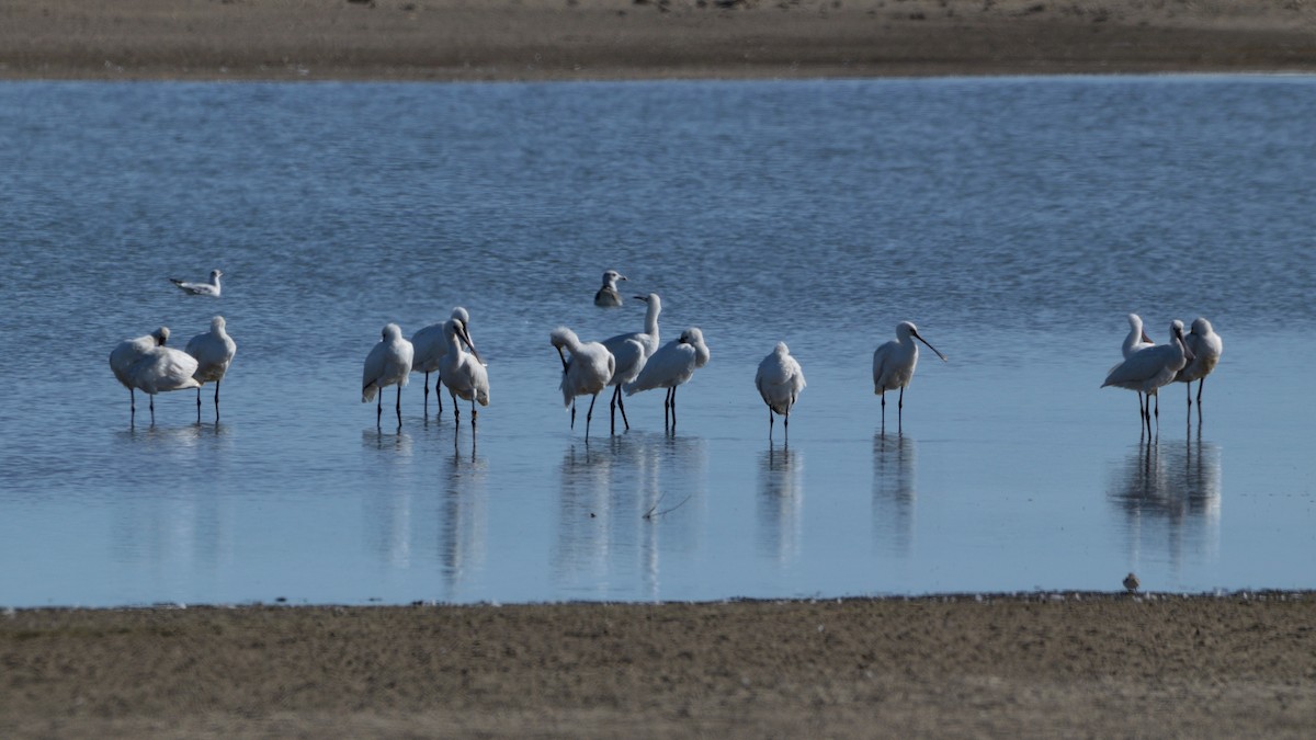 Eurasian Spoonbill - ML624580486