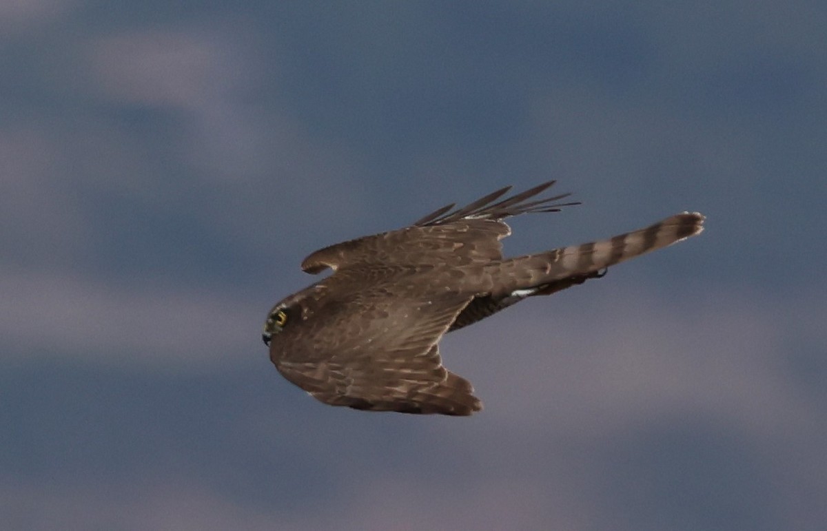 Eurasian Sparrowhawk - ML624580488