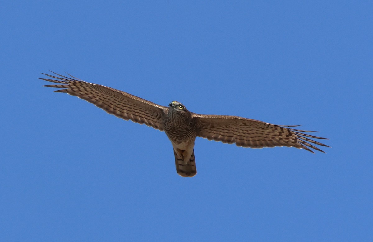 Eurasian Sparrowhawk - ML624580490