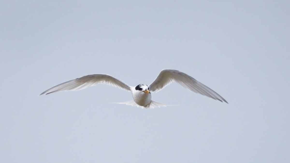 Australian Fairy Tern - ML624580491