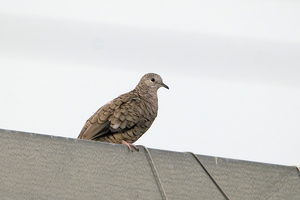 Inca Dove - ML624580492