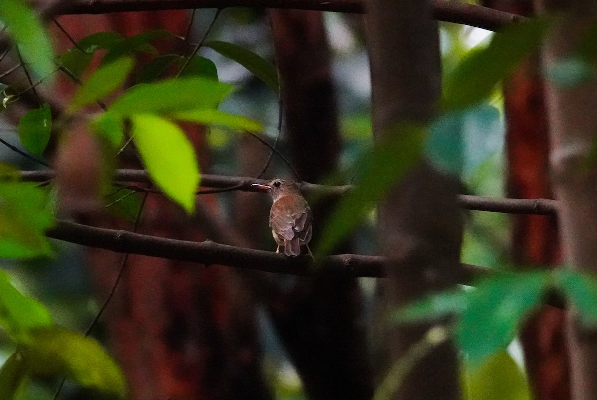 Brown-chested Jungle Flycatcher - ML624580493