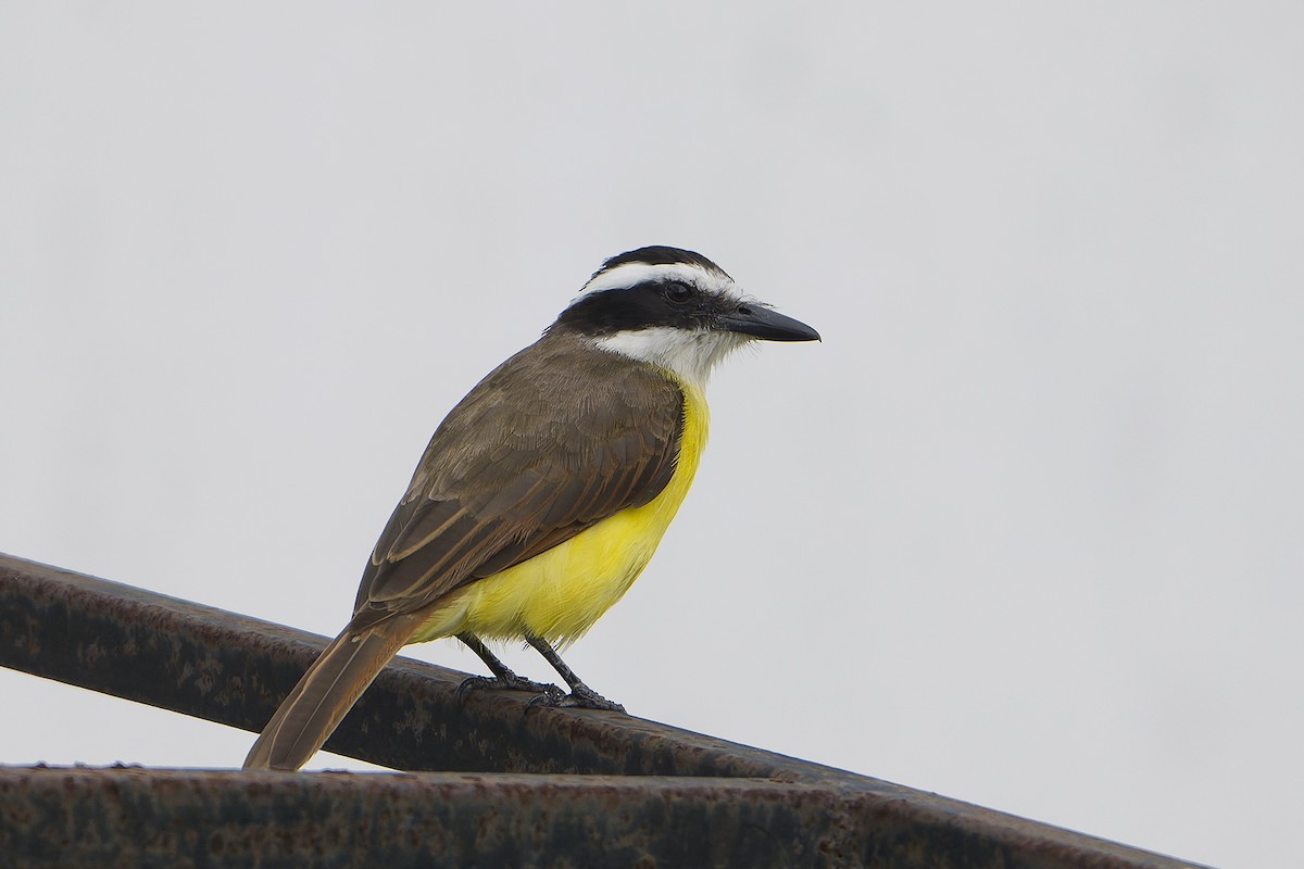 Great Kiskadee - ML624580494