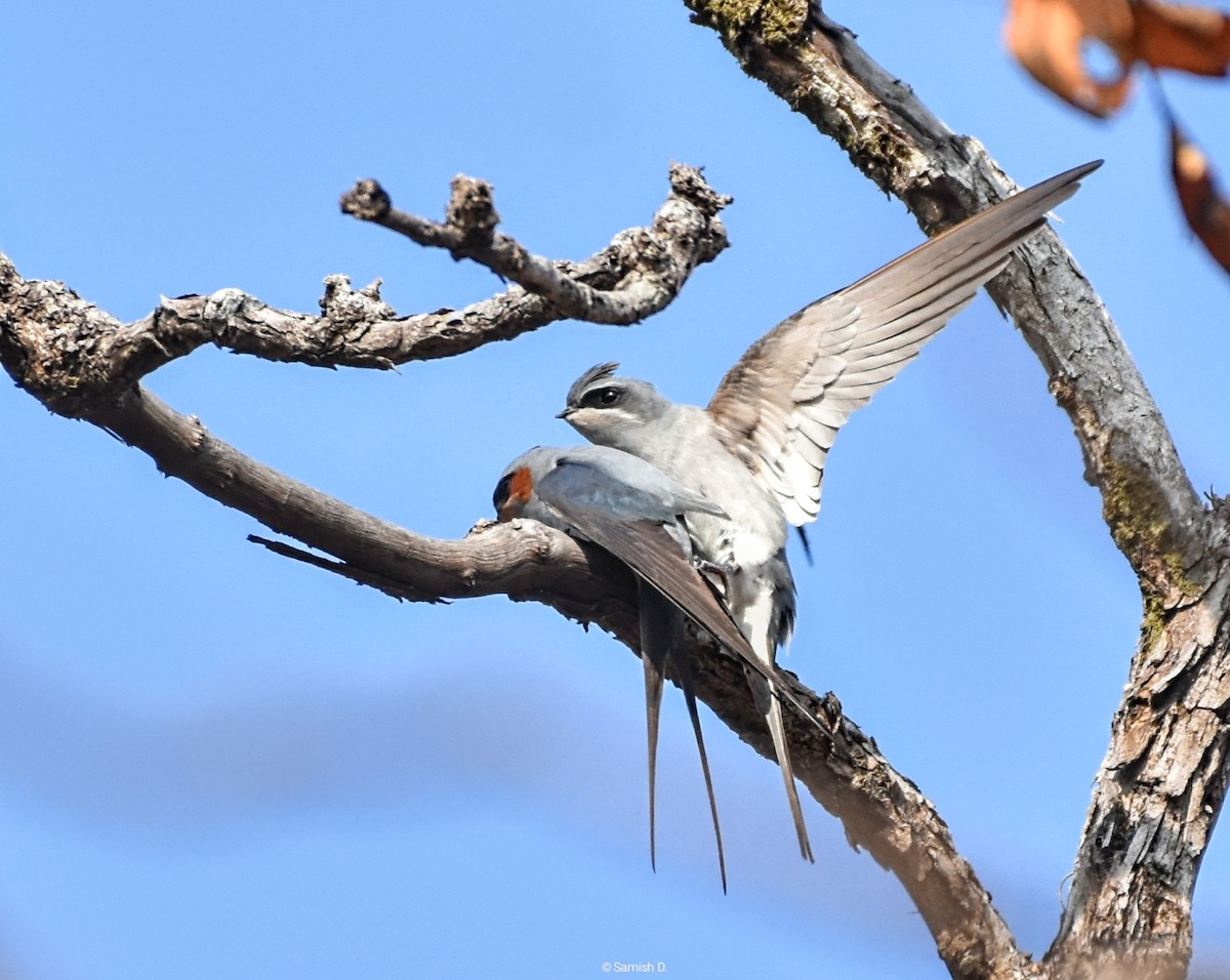 Crested Treeswift - ML624580495