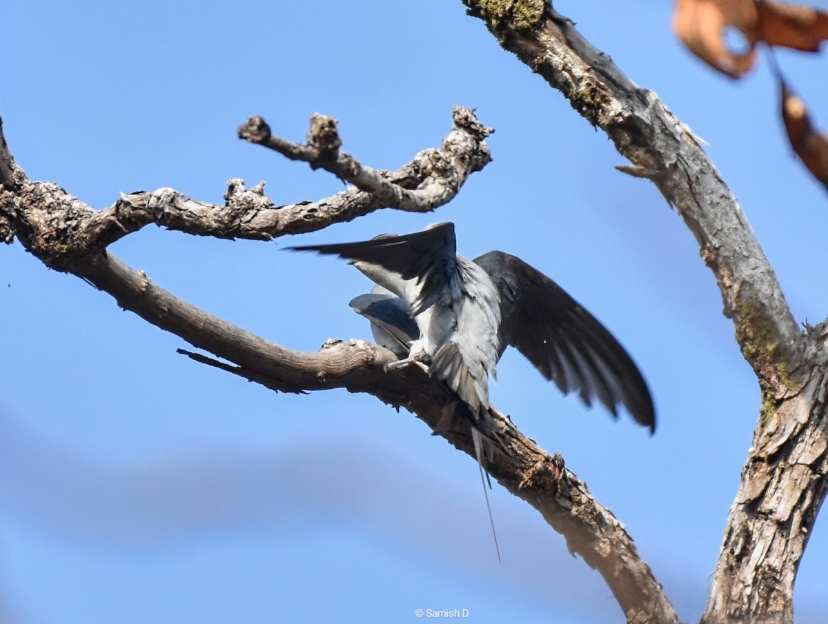 Crested Treeswift - ML624580496