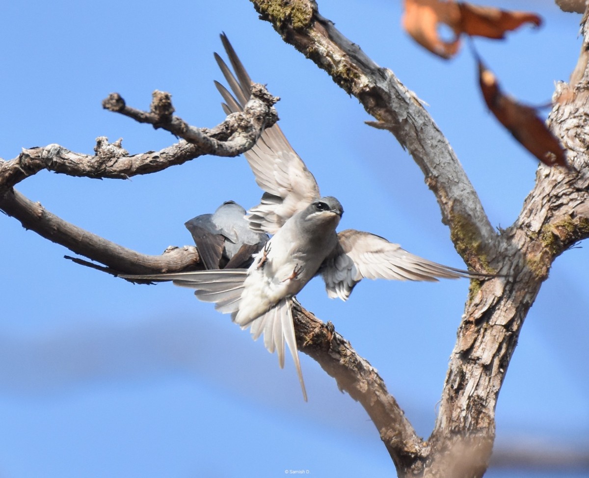 Crested Treeswift - ML624580497