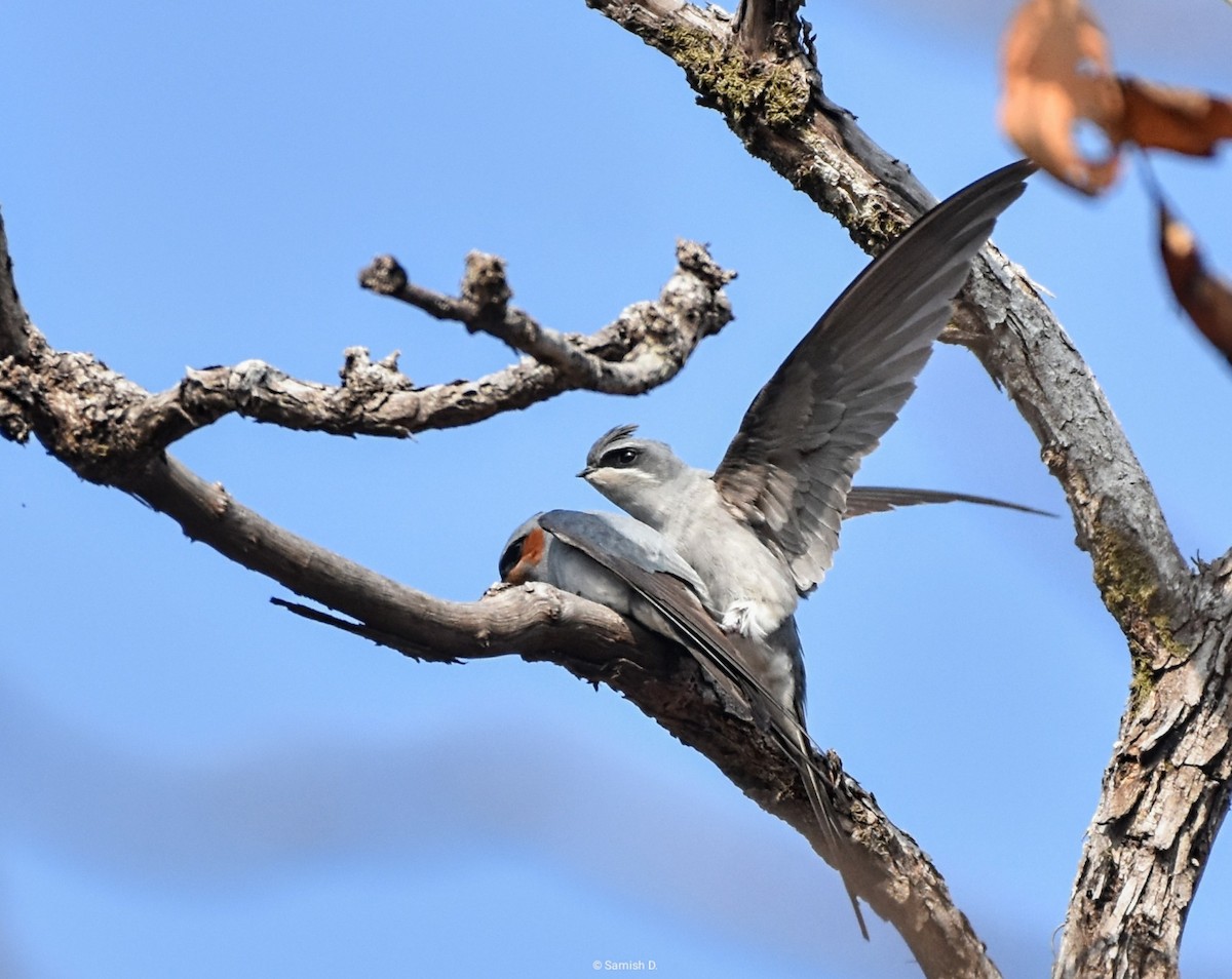 Crested Treeswift - ML624580498