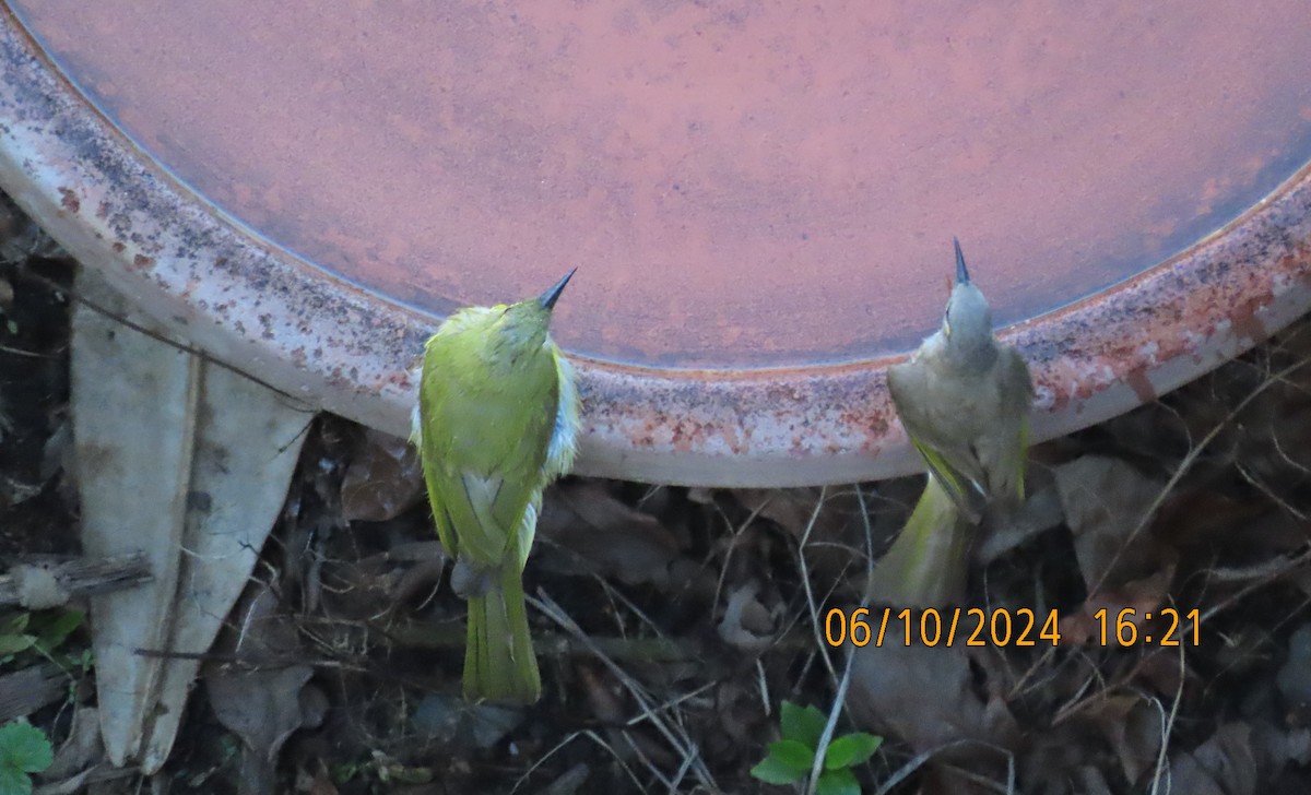 Yellow Honeyeater - Norton Gill