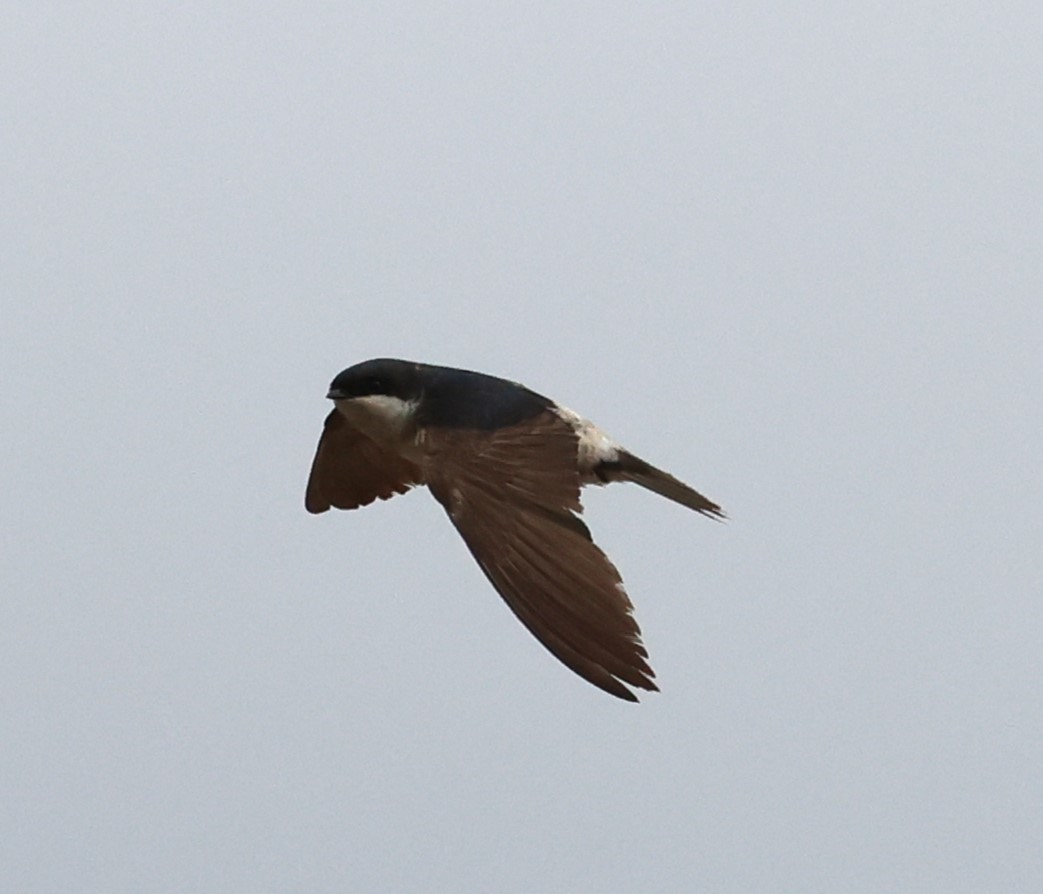 Western House-Martin - ML624580504