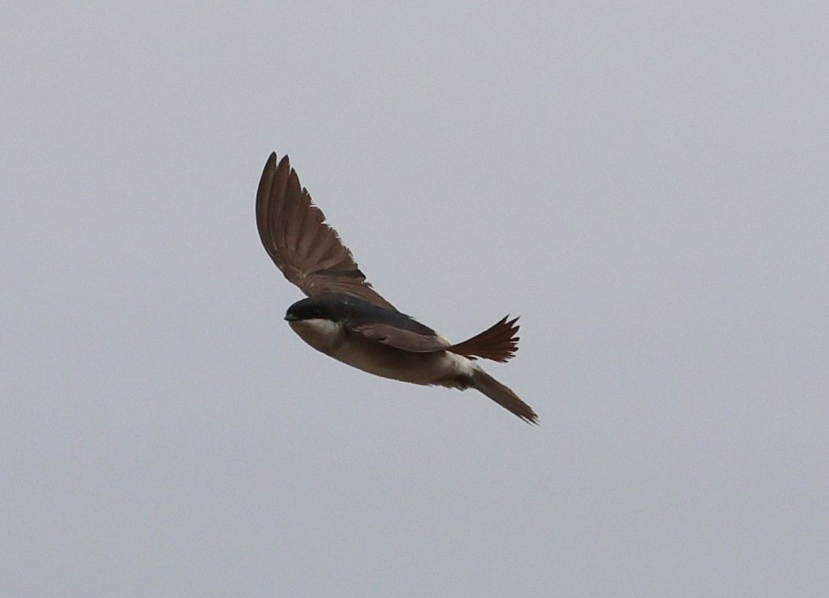 Western House-Martin - ML624580505