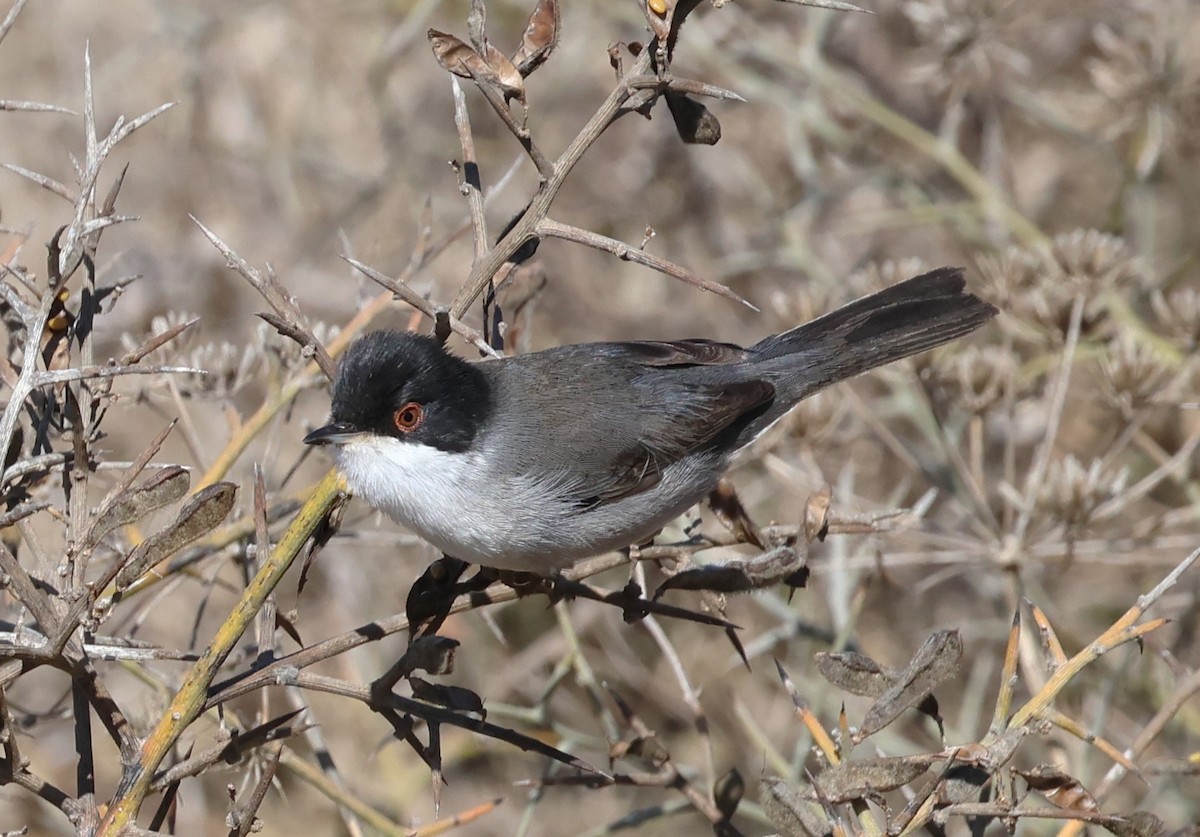 Sardinian Warbler - ML624580508