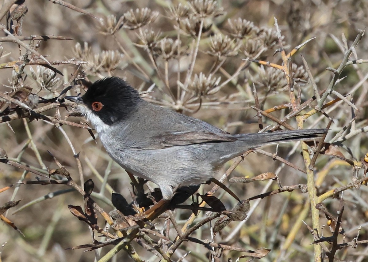 Sardinian Warbler - ML624580509