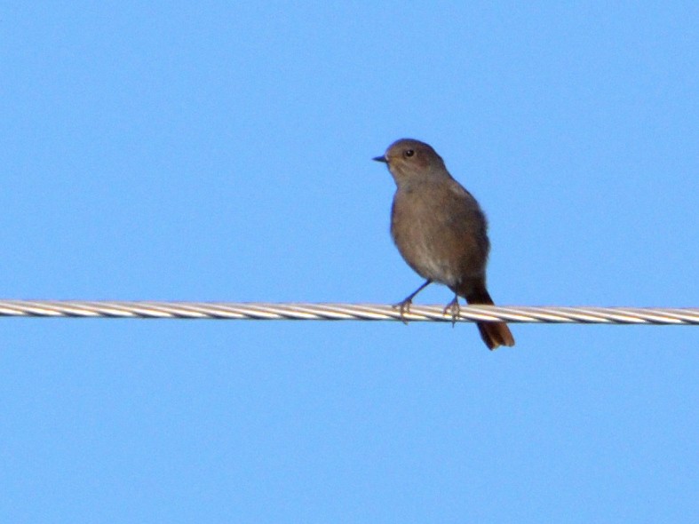 Black Redstart - ML624580510