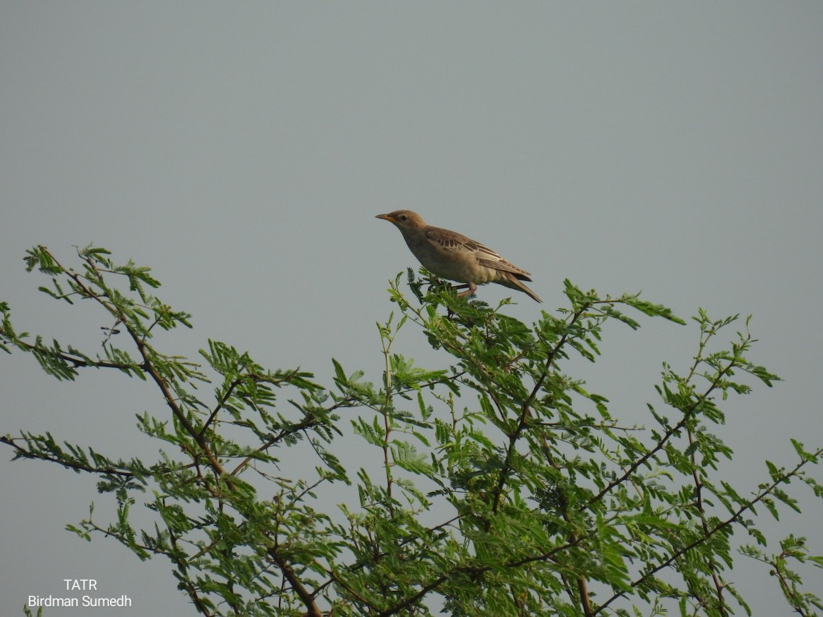 Rosy Starling - ML624580511