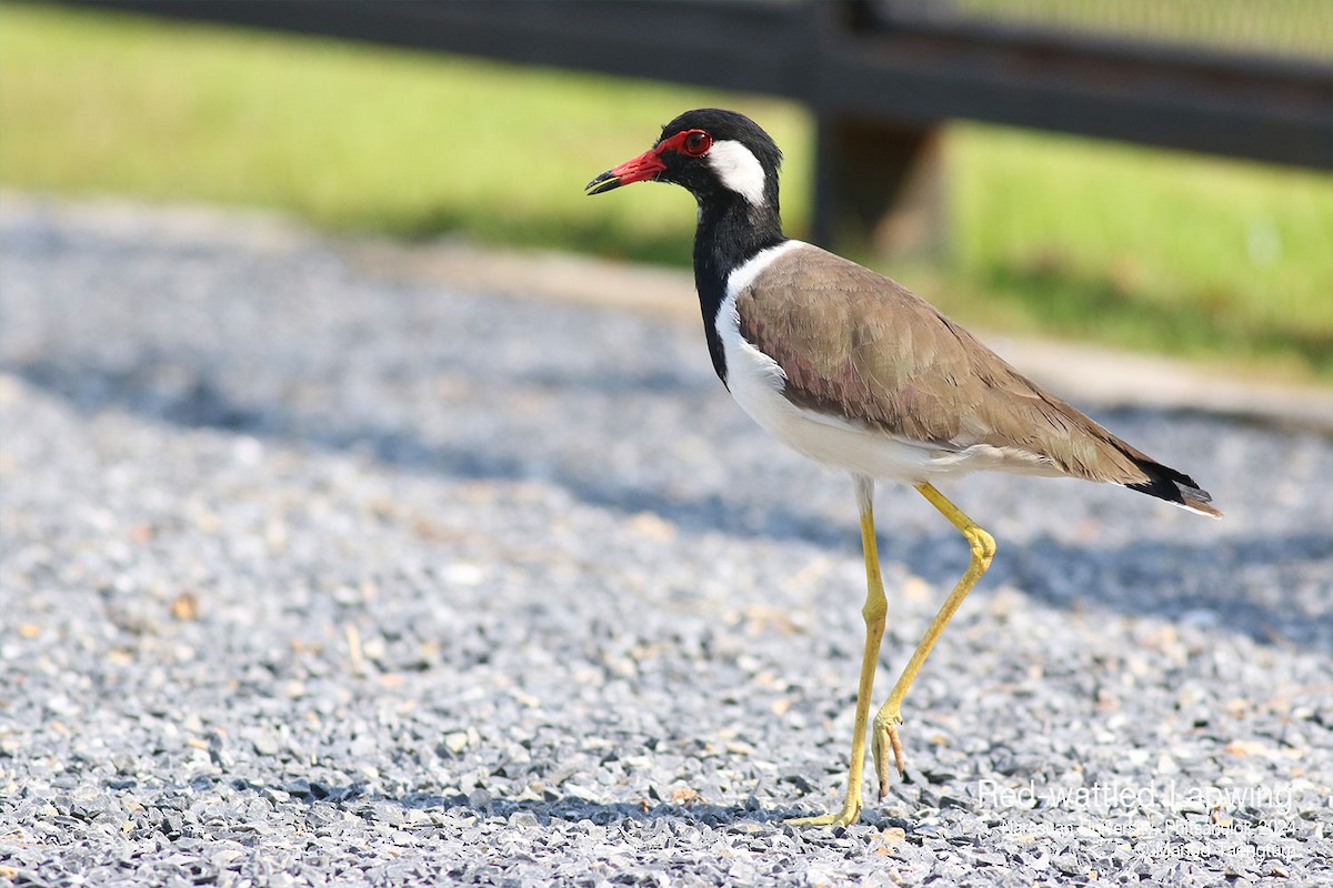 Red-wattled Lapwing - ML624580512