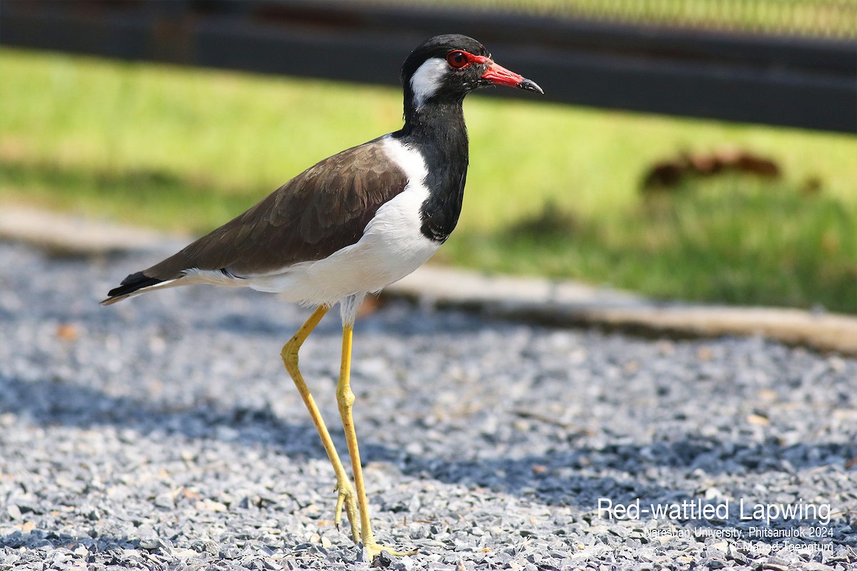 Red-wattled Lapwing - Manod Taengtum