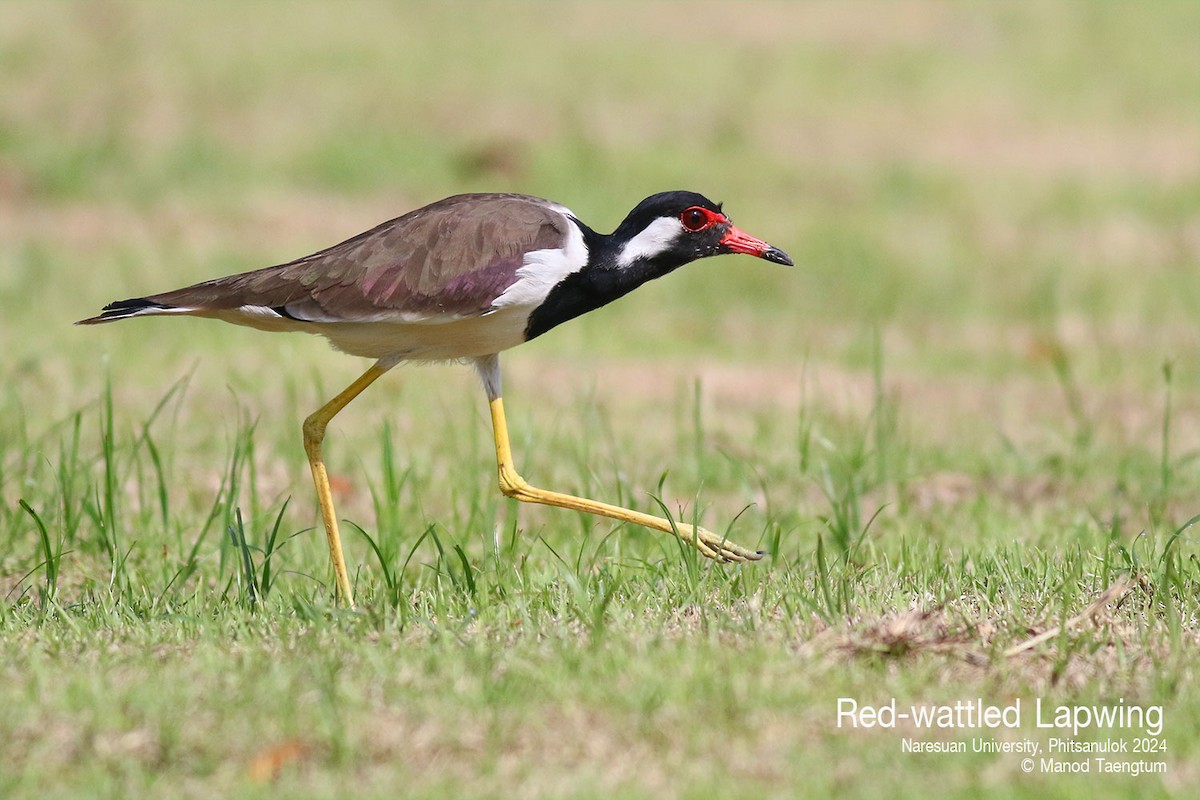 Red-wattled Lapwing - ML624580514