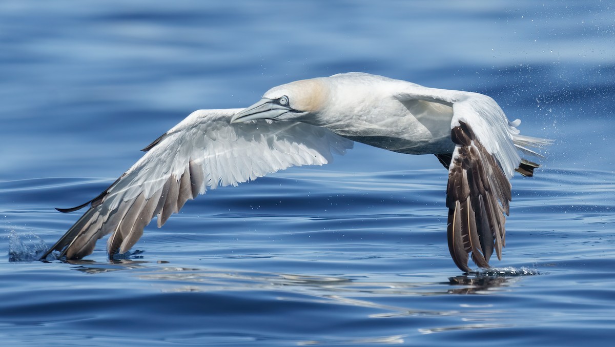 Northern Gannet - ML624580531