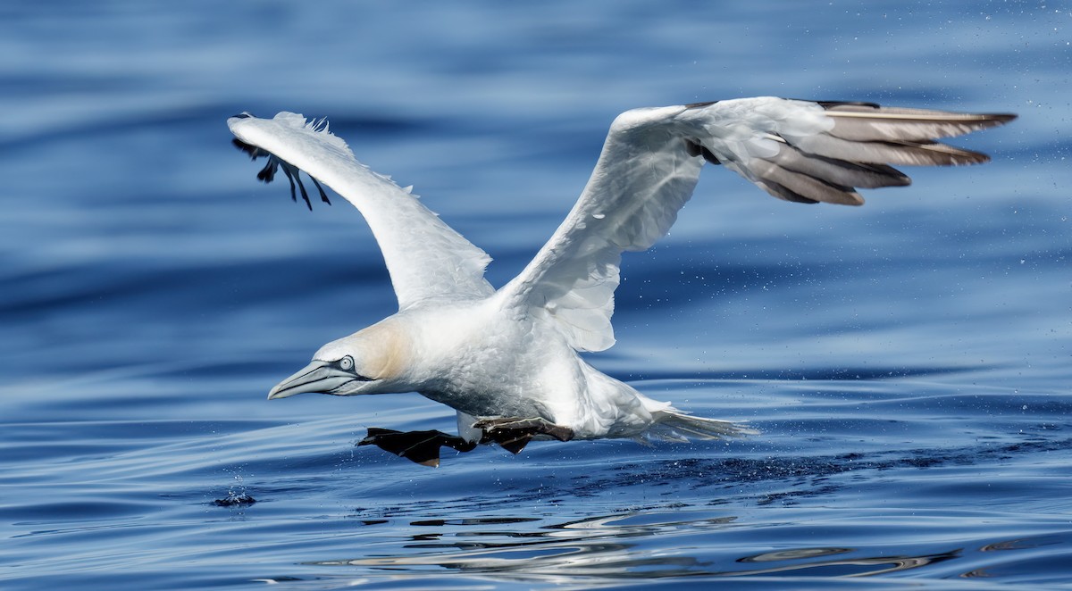 Northern Gannet - ML624580532