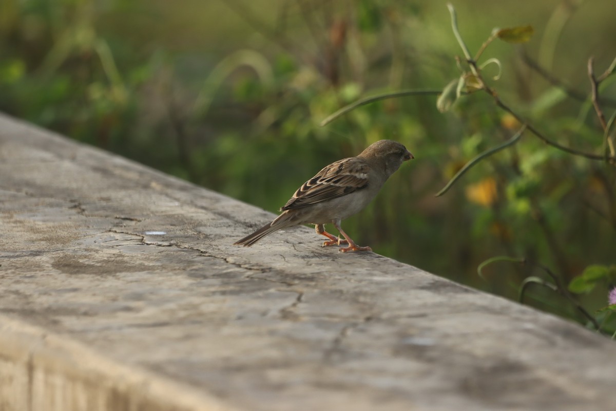 House Sparrow - ML624580535