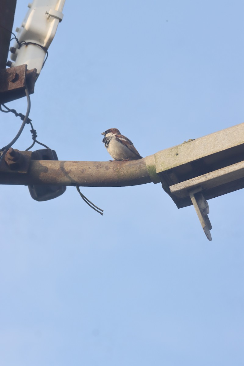 House Sparrow - ML624580536