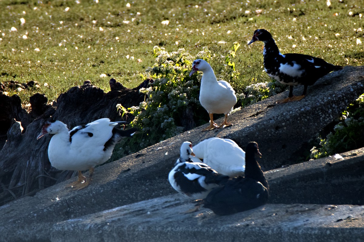 Muscovy Duck (Domestic type) - ML624580556