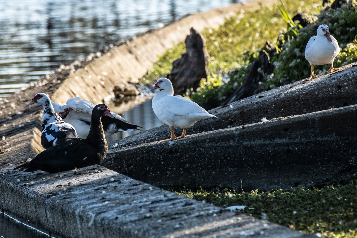 Muscovy Duck (Domestic type) - ML624580558